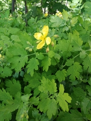 Chelidonium