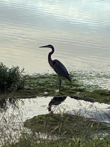 Great Blue Heron observed by prairiestarlet