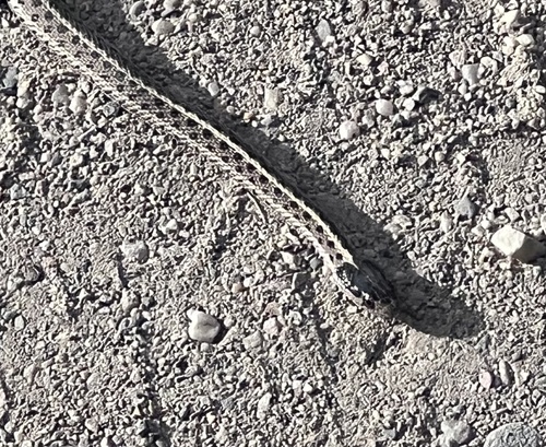Western Terrestrial Garter Snake