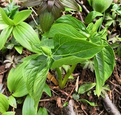 Trillium camschatcense