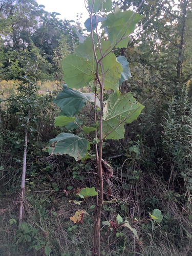 American sycamore