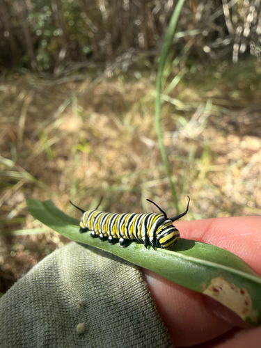 Monarch