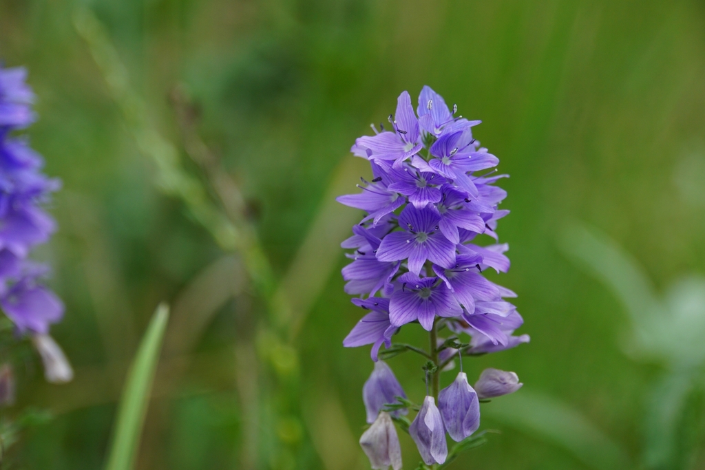 Veronica dalmatica