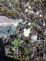 Viola arvensis