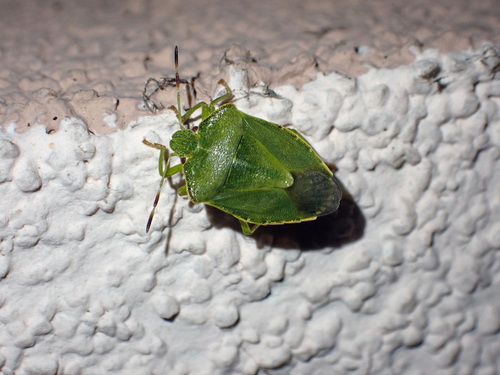 Green Shield Bug
