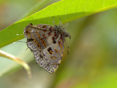 Catapaecilma major
