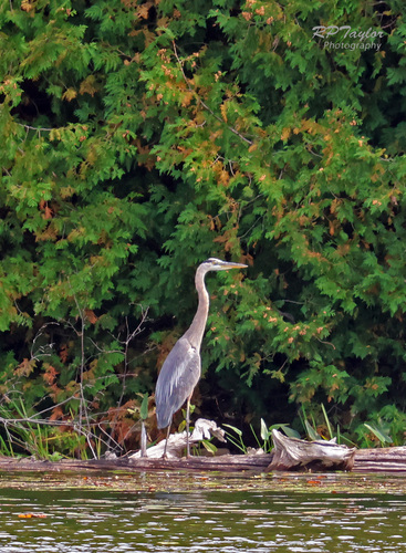 Great Blue Heron