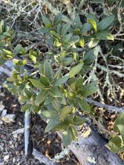 Quercus parvula, photograph (c) Matt Berger, some rights reserved (CC BY)