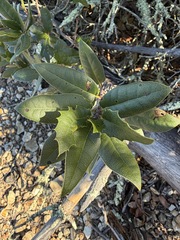 Quercus parvula