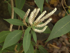 Colebrookea oppositifolia