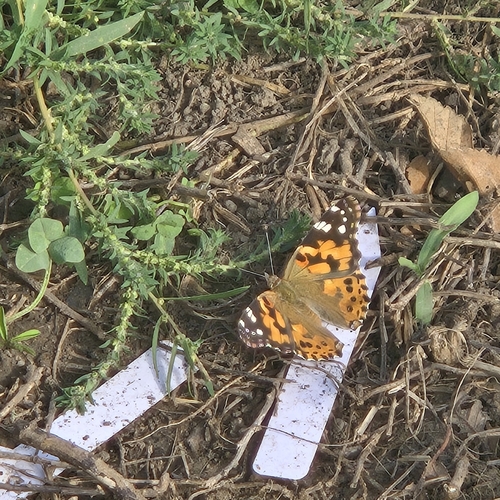 Painted Lady