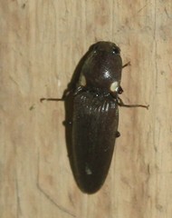 Deilelater physoderus