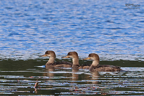 Hooded Merganser