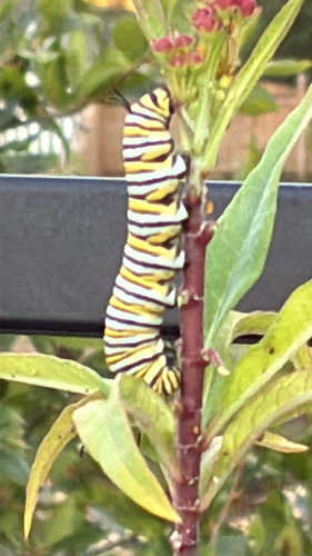 Monarch