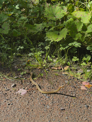 Common Garter Snake