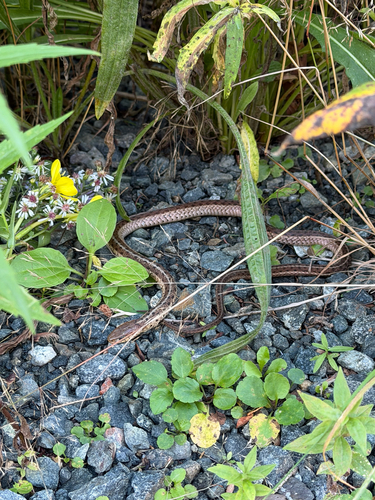 Common Garter Snake observed by alex33morrison