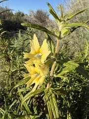 Diplacus longiflorus