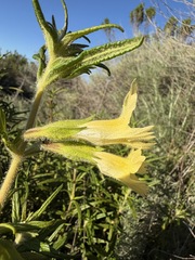 Diplacus longiflorus, photograph (c) Matt Berger, some rights reserved (CC BY)
