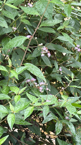 Cyrtocymura scorpioides