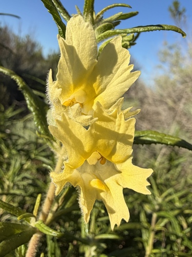 Diplacus longiflorus, photograph 4