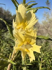 Diplacus longiflorus, photograph (c) Matt Berger, some rights reserved (CC BY)