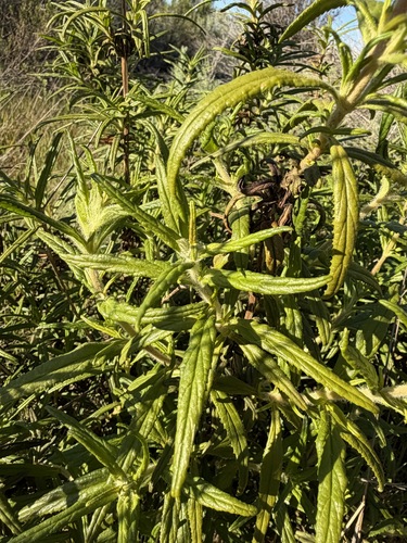 Diplacus longiflorus, photograph 2