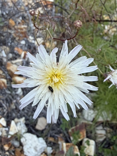Malacothrix saxatilis, photograph 6