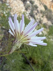 Malacothrix saxatilis, photograph (c) Matt Berger, some rights reserved (CC BY)