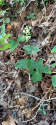 smaller white snakeroot