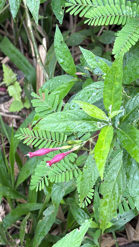 Ruellia angustiflora