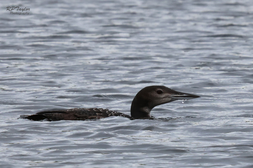 Common Loon