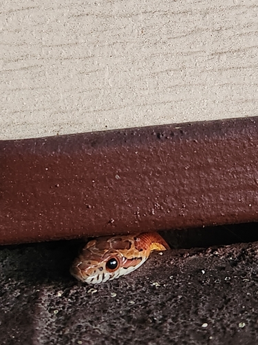 Red Cornsnake observed by lordrevan