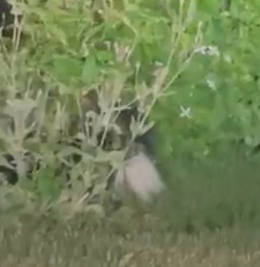Striped Skunk observed by lexifinchtoucan