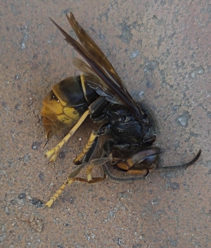 Yellow-legged Hornet