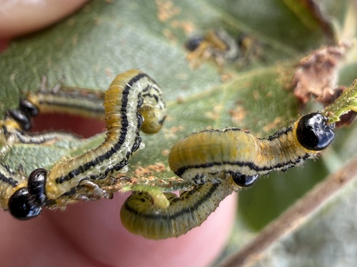 striped alder sawfly