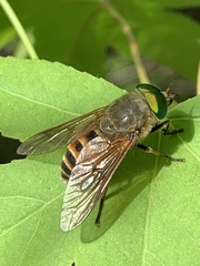 Philipomyia graeca
