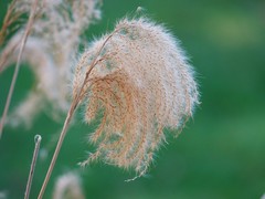 Miscanthus nepalensis