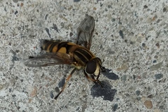 Helophilus pendulus
