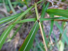 Miscanthus nepalensis
