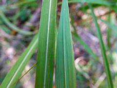 Miscanthus nepalensis