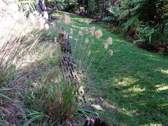 Miscanthus nepalensis