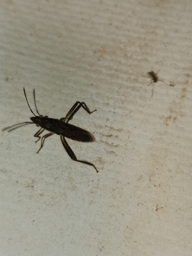 Nemausus sordidatus