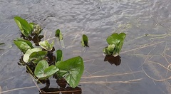 Caltha sibirica