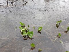 Caltha sibirica