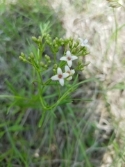 Stenaria nigricans