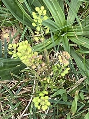 Lepidium virginicum