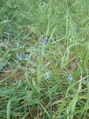 Myosotis ramosissima