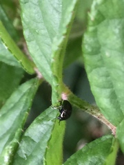 Oomorphoides cupreatus