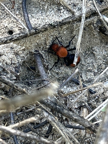 Common Eastern Velvet Ant