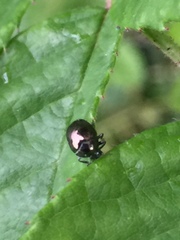 Oomorphoides cupreatus